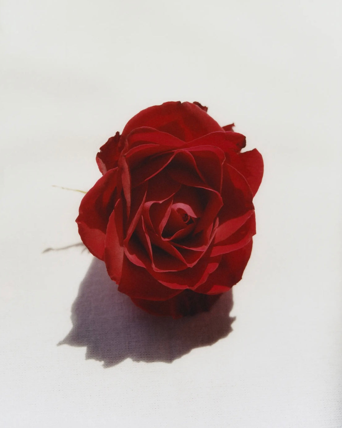 Monastery Rose Cleansing Oil